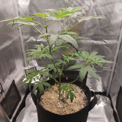 Nanaz growlog timeline photo