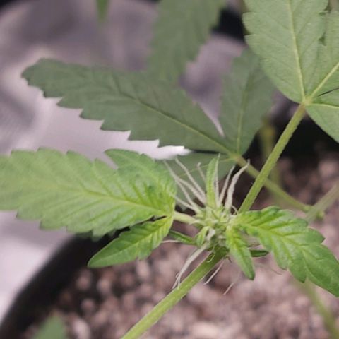 Nanaz growlog photo: @1920