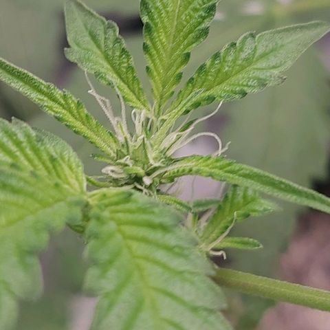 Nanaz growlog photo: @1920