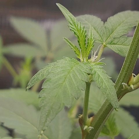 Nanaz growlog photo: @1920