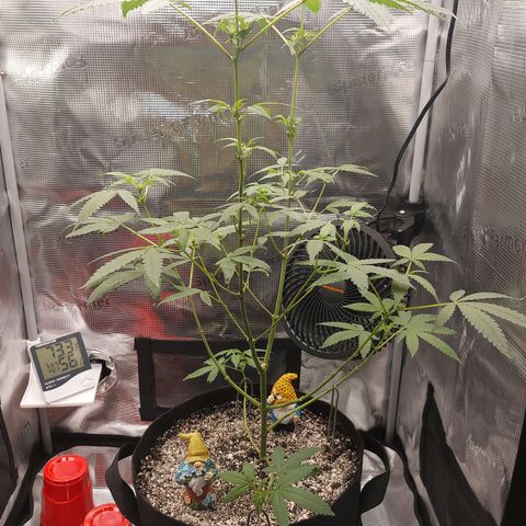 Nanaz growlog photo: @1920