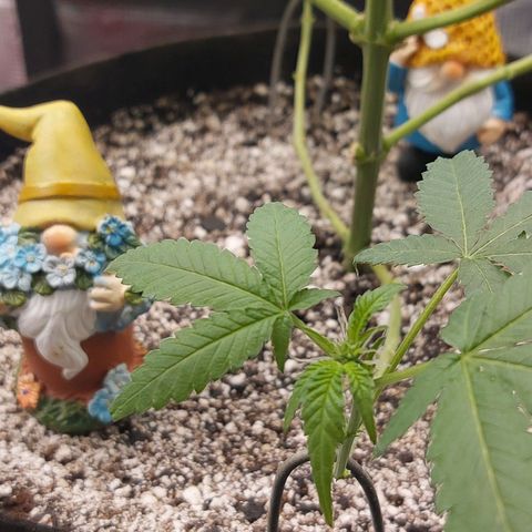 Nanaz growlog photo: @1920