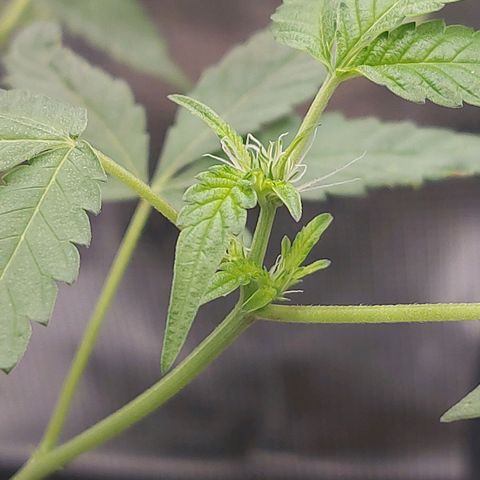 Nanaz growlog photo: @1920