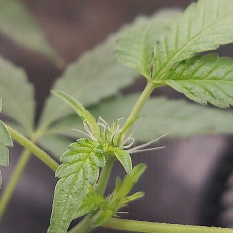 Nanaz growlog photo: @1920