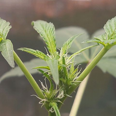 Nanaz growlog photo: @1920