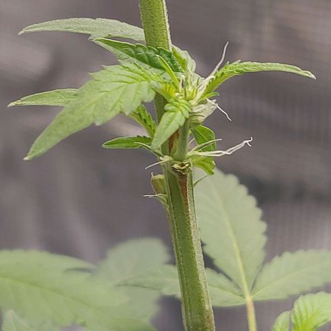 Nanaz growlog photo: @1920