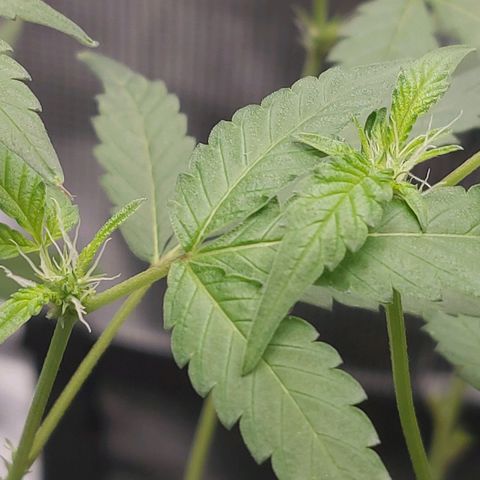 Nanaz growlog photo: @1920