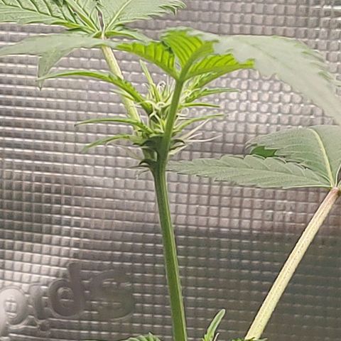 Nanaz growlog timeline photo