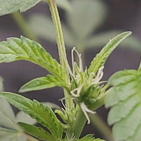 Nanaz growlog timeline photo