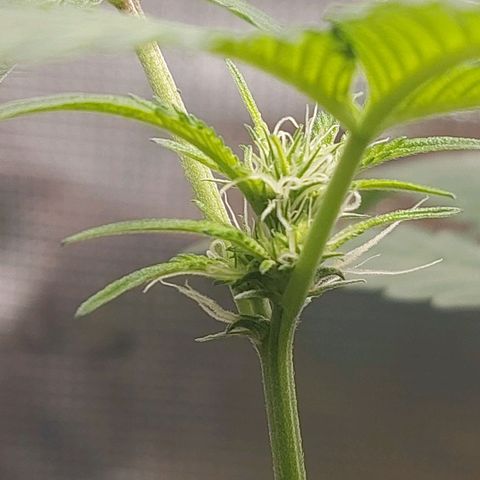 Nanaz growlog timeline photo