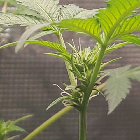 Nanaz growlog timeline photo