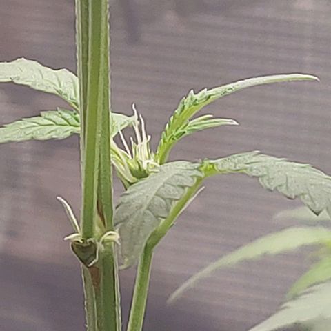 Nanaz growlog timeline photo