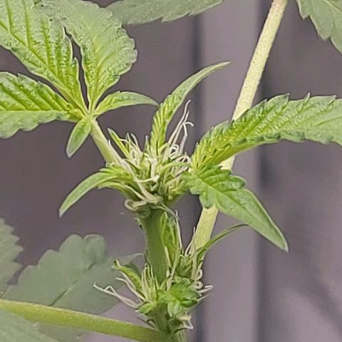 Nanaz growlog timeline photo