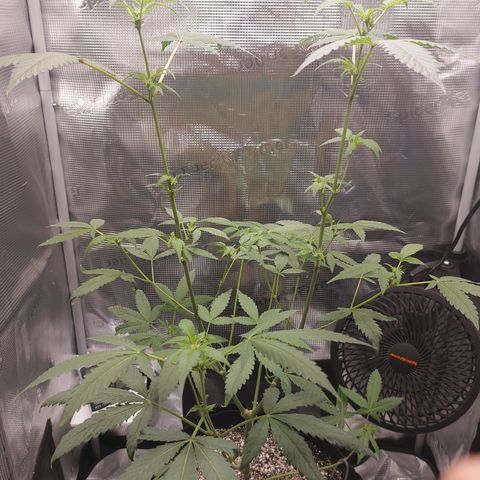 Nanaz growlog timeline photo