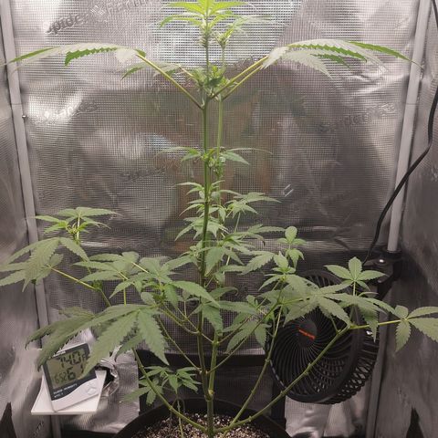 Nanaz growlog timeline photo