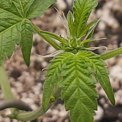 Nanaz growlog timeline photo