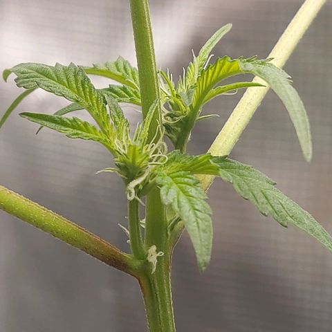 Nanaz growlog timeline photo