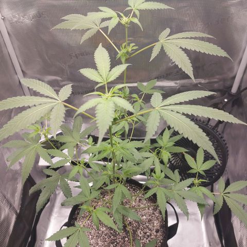 Nanaz growlog photo: @1925