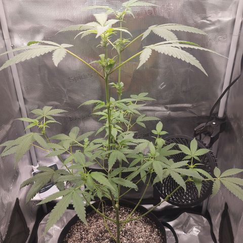 Nanaz growlog photo: @1925