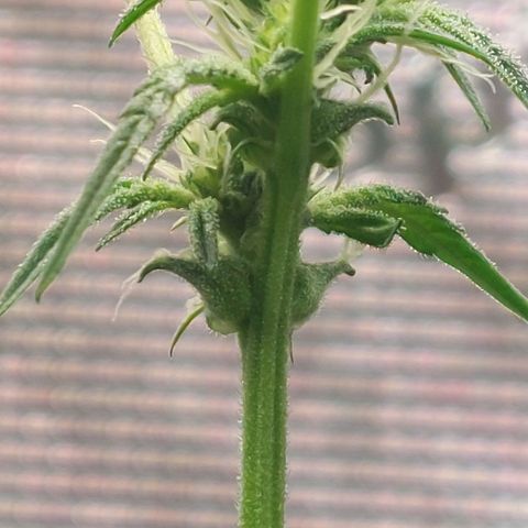 Nanaz growlog photo: Day 28 Flwr
