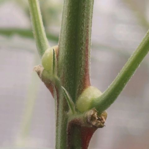 Nanaz growlog photo: Day 28 Flwr