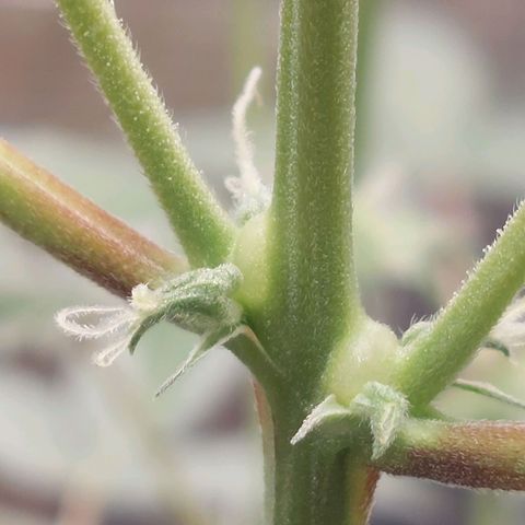 Nanaz growlog photo: Day 28 Flwr