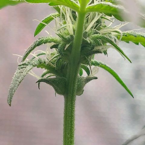 Nanaz growlog photo: Day 28 Flwr