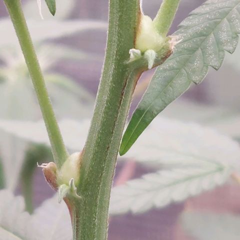 Nanaz growlog photo: Day 28 Flwr