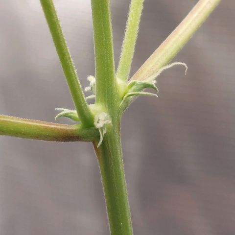 Nanaz growlog photo: Day 28 Flwr