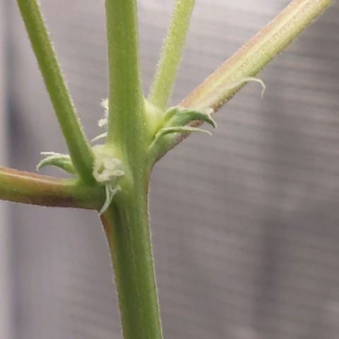 Nanaz growlog photo: Day 28 Flwr