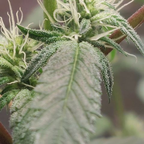 Nanaz growlog photo: Day 28 Flwr