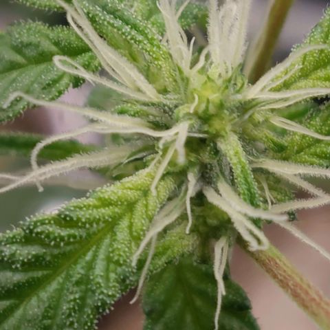 Nanaz growlog photo: Day 28 Flwr