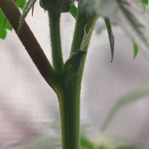 Nanaz growlog photo: Day 28 Flwr