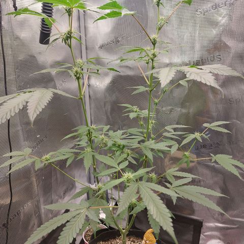 Nanaz growlog photo: Day 28 of Flwr