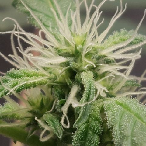 Nanaz growlog photo: Day 28 of Flwr