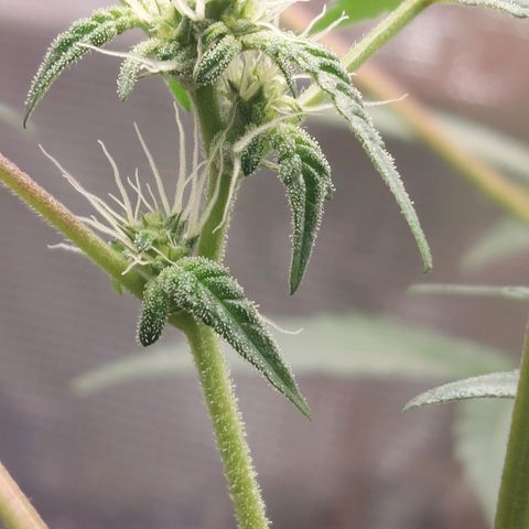 Nanaz growlog photo: Day 28 of Flwr
