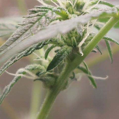 Nanaz growlog photo: Day 28 of Flwr