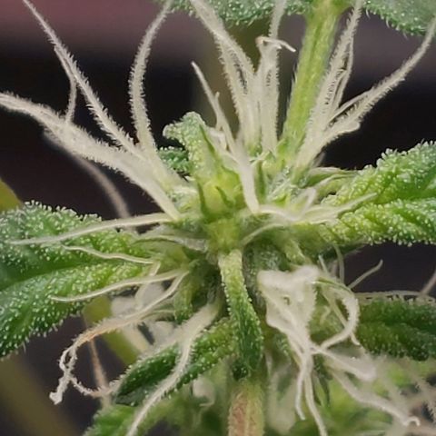 Nanaz growlog photo: Day 28 of Flwr