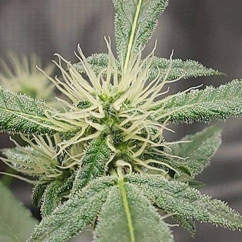 Nanaz growlog timeline photo