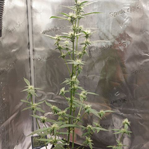 Nanaz growlog timeline photo