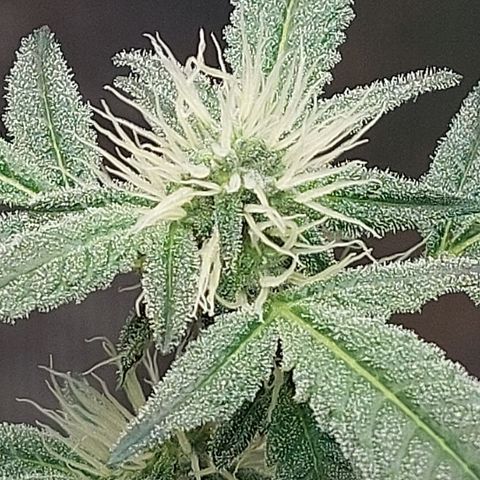 Nanaz growlog timeline photo