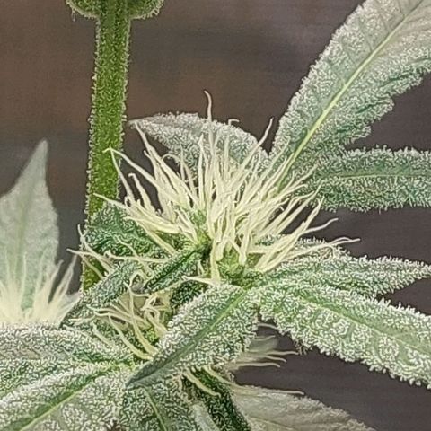 Nanaz growlog timeline photo