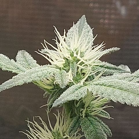 Nanaz growlog timeline photo