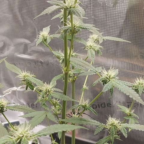 Nanaz growlog timeline photo