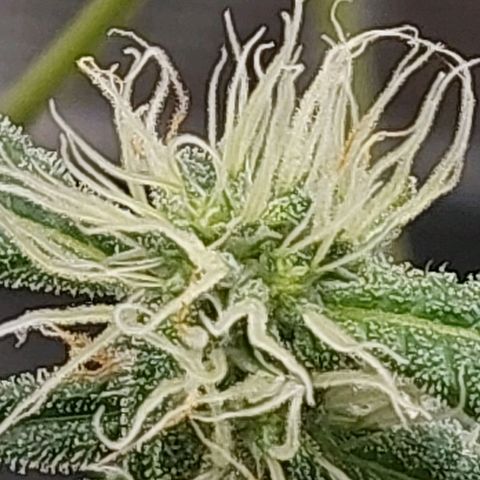 Nanaz growlog timeline photo