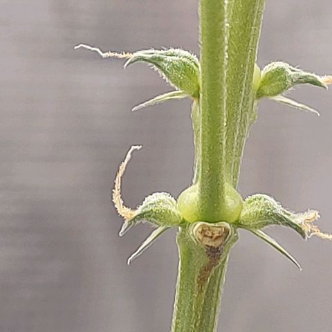 Nanaz growlog timeline photo