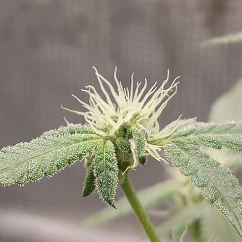 Nanaz growlog timeline photo