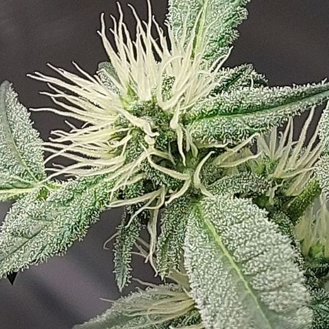 Nanaz growlog timeline photo