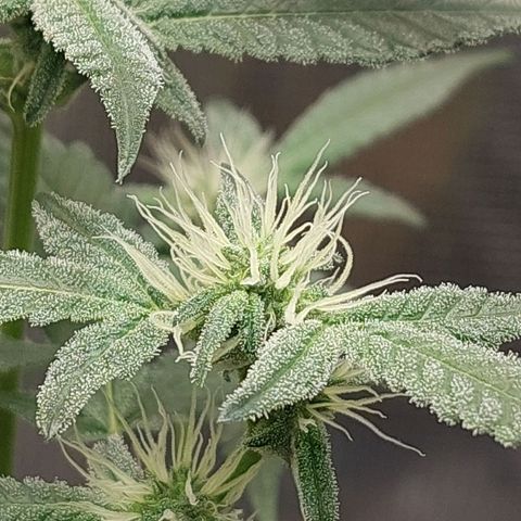 Nanaz growlog timeline photo