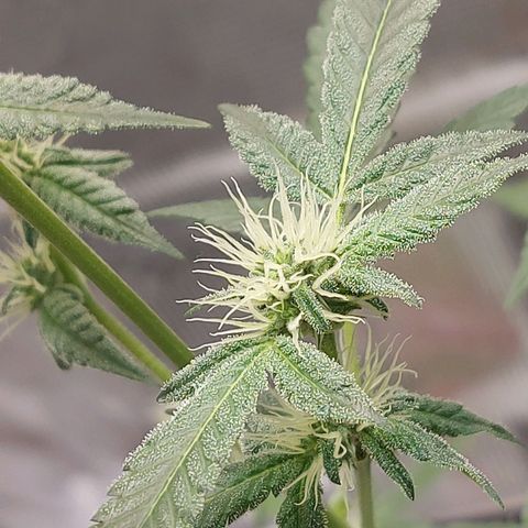 Nanaz growlog timeline photo